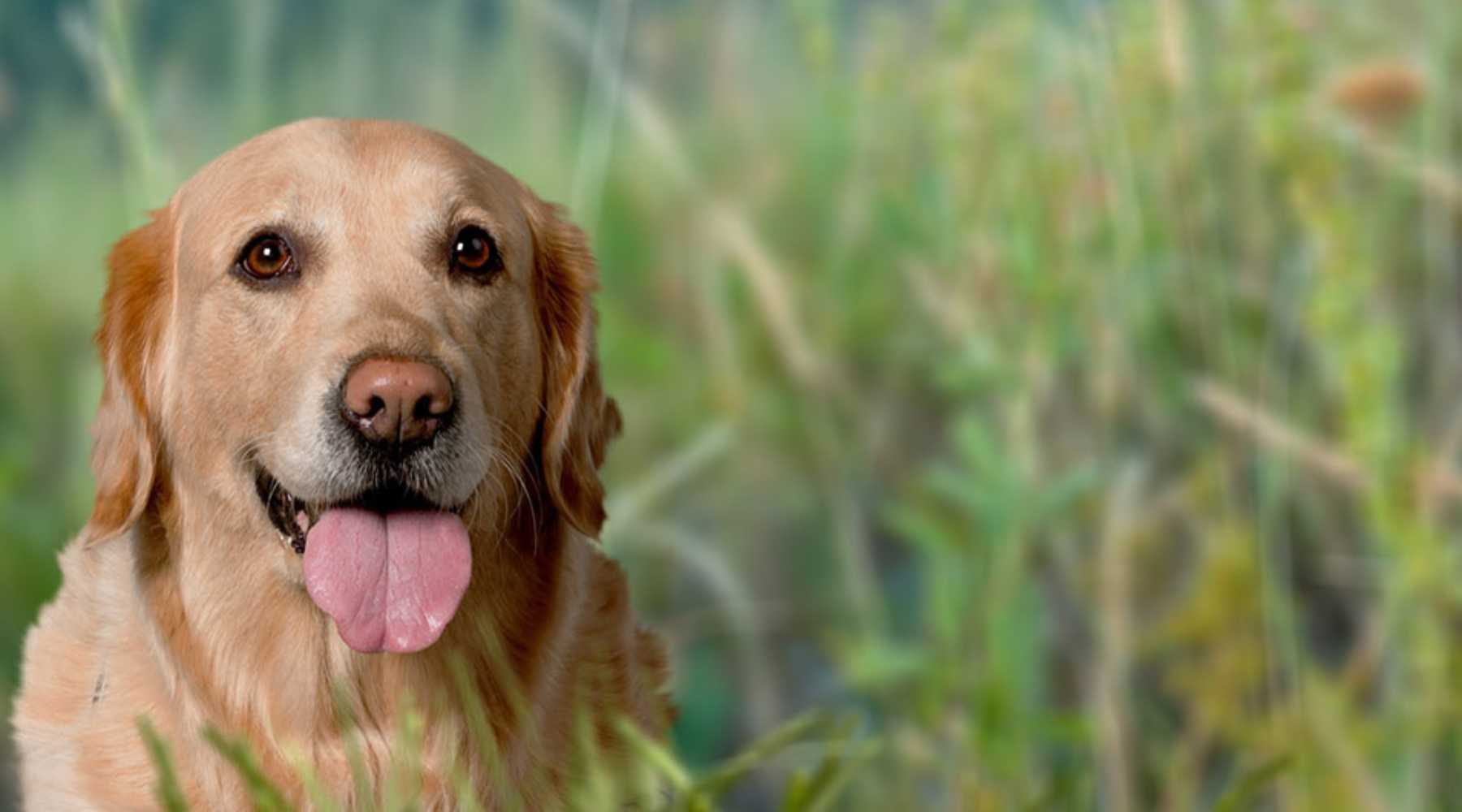 5 Surprising Hemp Benefits for Dog Health