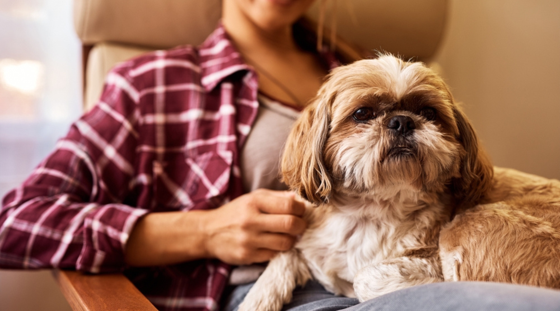 The Signs Dogs Show When They’re Seeking Extra Comfort and Calm