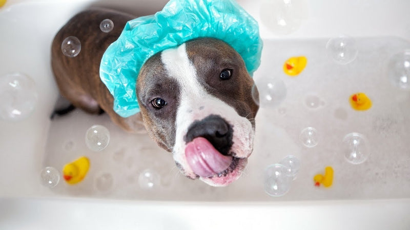 Keeping Your Pet Clean, Healthy, And Free Of Toxic Chemicals