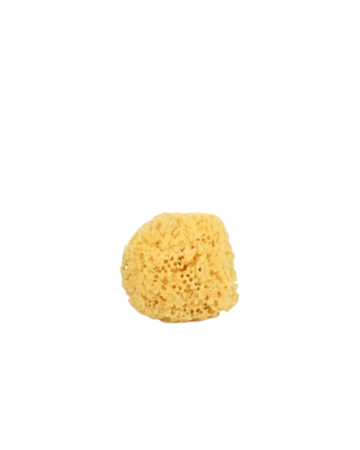 Natural Sea Sponge