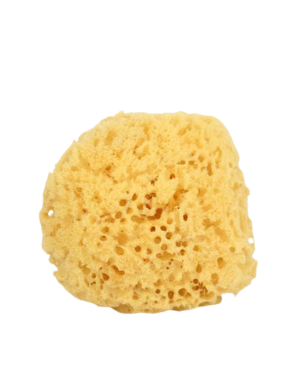 Natural Sea Sponge