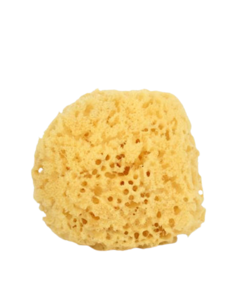 Natural Sea Sponge